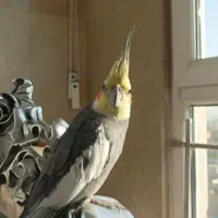 عروس هلندی|پرنده|مشهد, شهرک لشکر (شهرک غرب)|دیوار