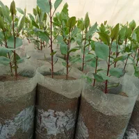 نهال پسته یک ساله