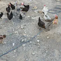 مرغ  تخم  گزار|حیوانات مزرعه|خمینی‌شهر, |دیوار
