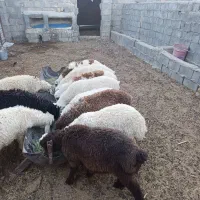بره|حیوانات مزرعه|خاتم, |دیوار