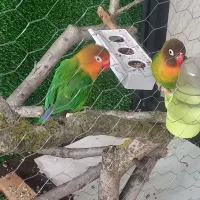 طوطی|پرنده|زیباکنار, |دیوار