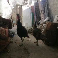 ماده بوقلمون|حیوانات مزرعه|شهریار, شهرک امیریه|دیوار