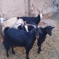 بز جوان ودرشت|حیوانات مزرعه|تهران, افسریه جنوبی|دیوار