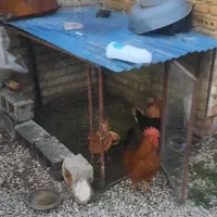 مرغ خروس محلی