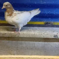 کبوتر|پرنده|ری, شهادت|دیوار