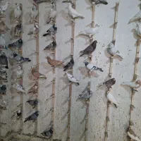 دورگ پلاکی رنگ روشن