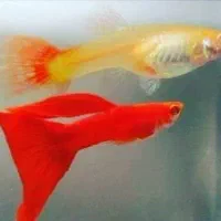 گوپی فول رد فایتر نژادهای مختلف ماهی آکواریوم کرج