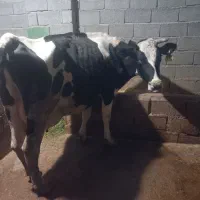 گاوهلیشتین باگوساله ماده ۳ماه