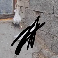 دم شلواری سیاه|پرنده|بهبهان, |دیوار