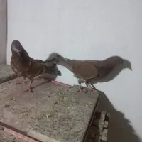 یک جفت مفلق و یک جفت نر و ماده|پرنده|نجفآباد, شیخ آباد|دیوار