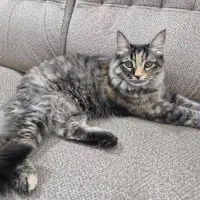 گربه|گربه|شهریار, شهرک امیریه|دیوار