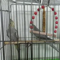 باسلام عروس هلندی نر وماده سالم وسرحال دستی نیست