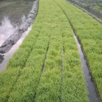 نشا باکسی هاشمی