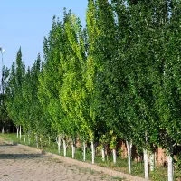 نهال های میوه و خشکبار پربارده و زودبارده