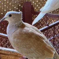 بنام خالق پرندگان|پرنده|تفت, |دیوار