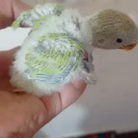 جوجه کوتوله برزیلی سرلاکی|پرنده|نی‌ریز, |دیوار