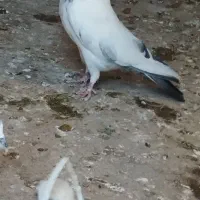 سه کفتر پرشی