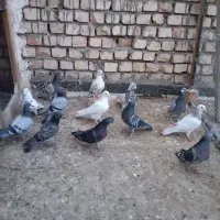 کفتر،پرشی،پلاکی،یاهو،