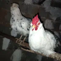 مرغ و خروس گلین چهل تاج|حیوانات مزرعه|خان ببین, |دیوار