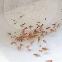 گلدفیش پرل اسکال(مرواریدی)