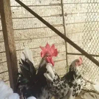مرغ وخروس مینیاتوری|حیوانات مزرعه|تهران, شهرک محلاتی|دیوار