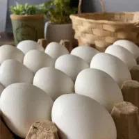 فروش و پخش تخم مرغ  مستقیم از مرغداری|خوردنی و آشامیدنی|کرج, مهرویلا شمالی|دیوار