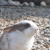 خرگوش|موش و خرگوش|دزفول, |دیوار