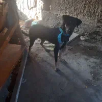 سگ دوبرمن نر|سگ|گرگان, |دیوار