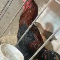 خروس لاری|حیوانات مزرعه|اشنویه, |دیوار