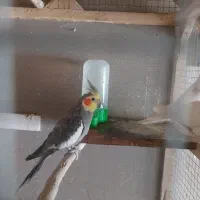 عروس هلندی البینو سیامون معاوضه قناری بخون|پرنده|مشکین‌دشت, |دیوار