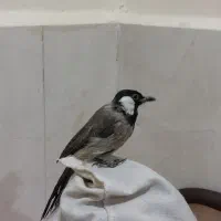 قناری اهلی