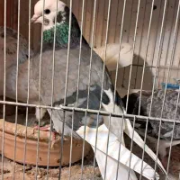 جفت پرشی با جوجه پرستار درجه یک