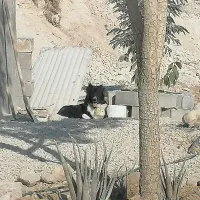 قدرجونی ماده