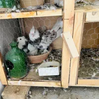 کبوترهماو ابلغ  کاکلی پاچکمه گمشده