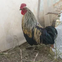 خروس مینیاتوری