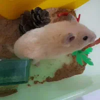 همستر با جزیزه کامل