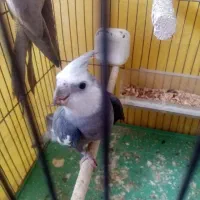 جفت عروس هلندی نر وایت فیس و ماده آهویی