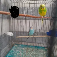 مرغ عشق مولد جوان تخم گذار