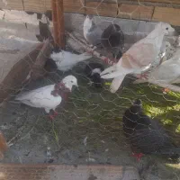 کبوتر رنگی همه مدل تکپر المانی