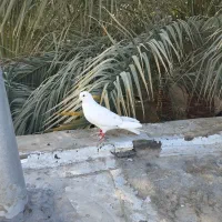 سلام 10عدد کفتر فروشی|پرنده|نرماشیر, |دیوار