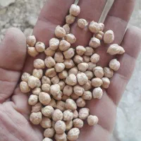 نخود بزری منصور