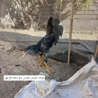 مرغ وخروس لاری|حیوانات مزرعه|رشت, توشیبا|دیوار