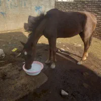 اسب قهوای ۲ ساله|اسب و تجهیزات اسبسواری|خرمآباد, |دیوار