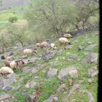 ۶۰راس میش بر فروشی