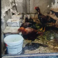 مرغ لاری ۵ تا است سرحال|حیوانات مزرعه|نسیم‌شهر, |دیوار