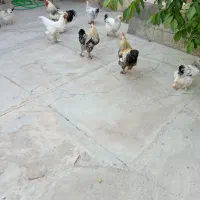 مرغ خروس|حیوانات مزرعه|کشاورز, |دیوار