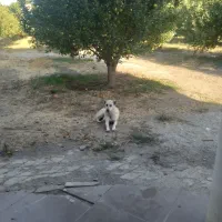 سگ ماده اصل سرای خوش رخ