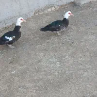 اردک اسرائیلی ماده