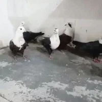 سه جفت کربلایی رنگ خاص