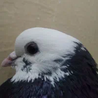 کبوتر شازده